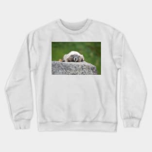 Marmot resting on a rock in Mount Rainier National Park Crewneck Sweatshirt